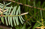 Carolina hemlock